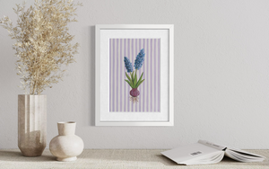 Hyacinth - Striped Background  (Print)