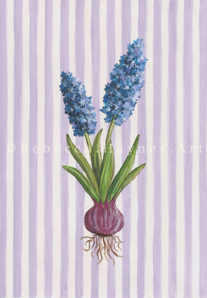 Hyacinth - Striped Background  (Print)