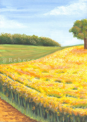 Oilseed Rape Fields - Print